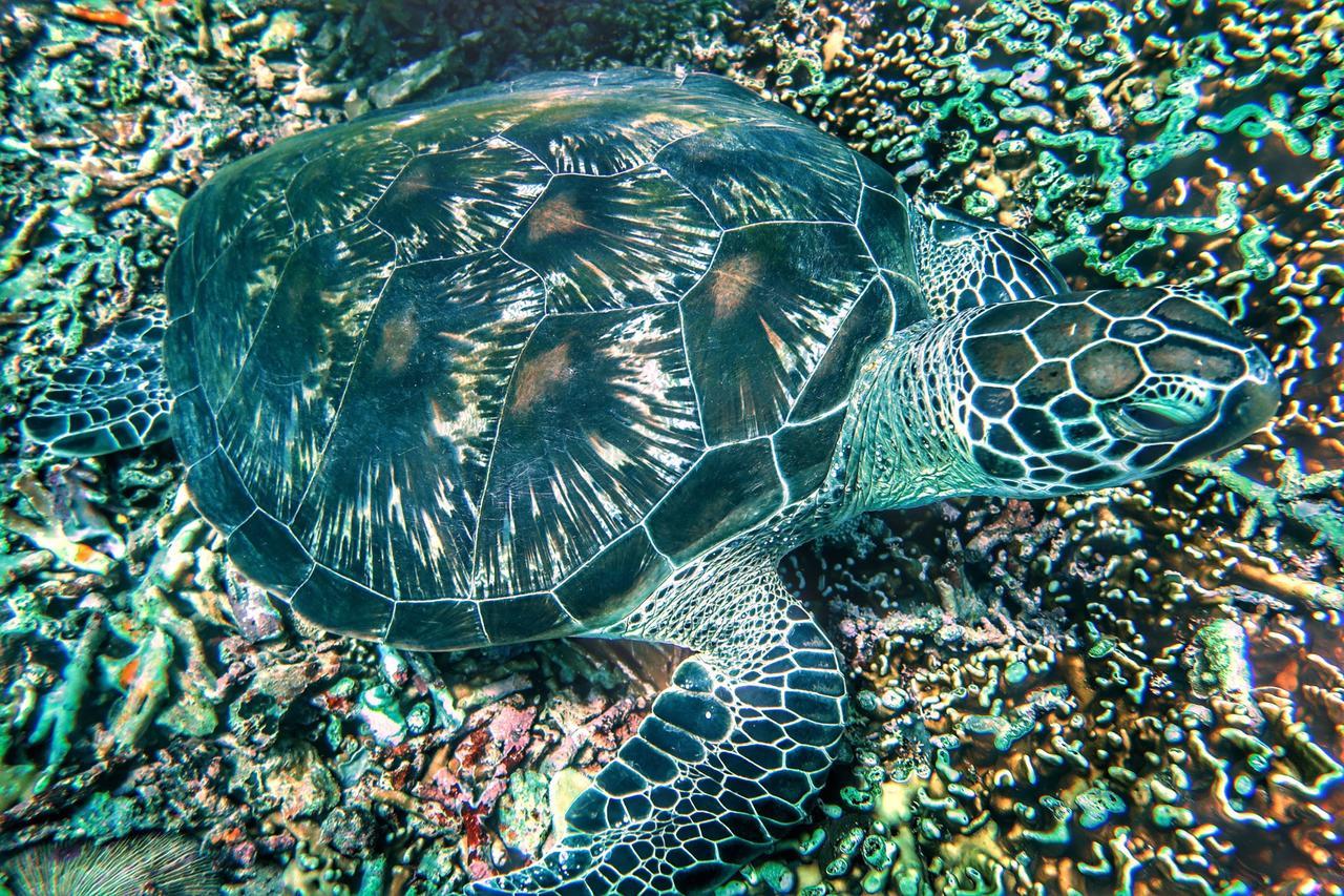 Purple Beach - Maithelia - Gili Air Exteriér fotografie
