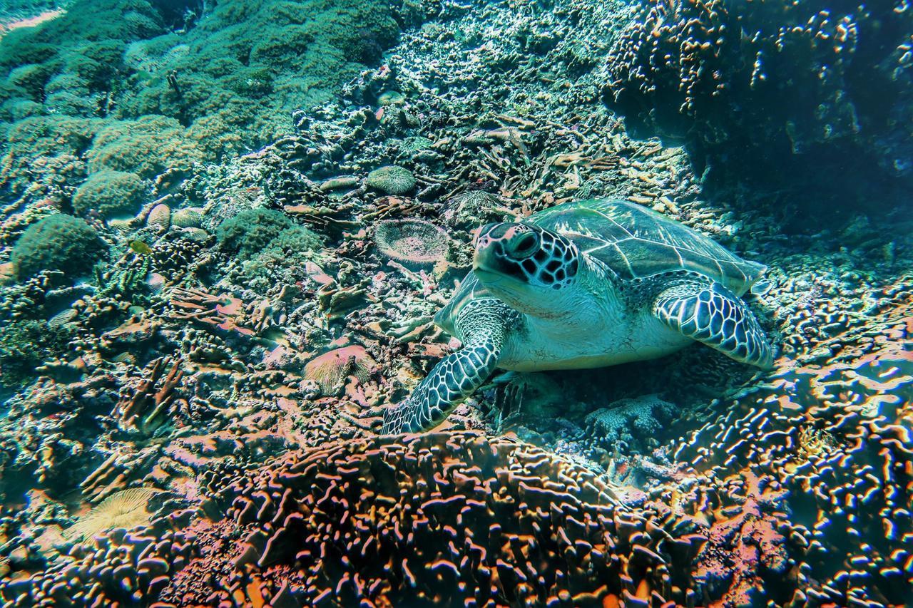 Purple Beach - Maithelia - Gili Air Exteriér fotografie